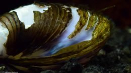 Empty Freshwater Clam Shell Dissolving In Freshwater