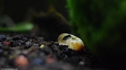 Empty Red Ramshorn Snail Shell