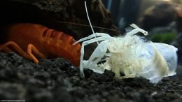 Empty Vanilla Lobster Shell After Molting