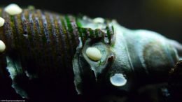 Eroded Rabbit Snail Shell With Nerite Eggs