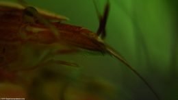 Bamboo Shrimp Like Planted Aquariums