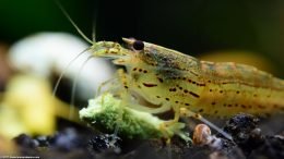 Feeding Amano Shrimp Food Supplements