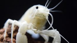 Feeding Appendages Upclose On A Vanilla Lobster