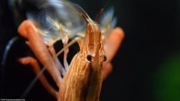 Feeding Fans Upclose On Bamboo Shrimp