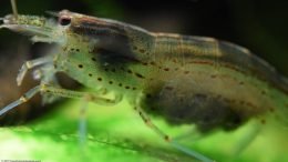 Algae Eating Shrimp Carrying