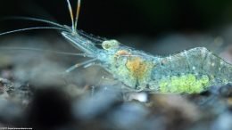 Female Ghost Shrimp Berried With Eggs