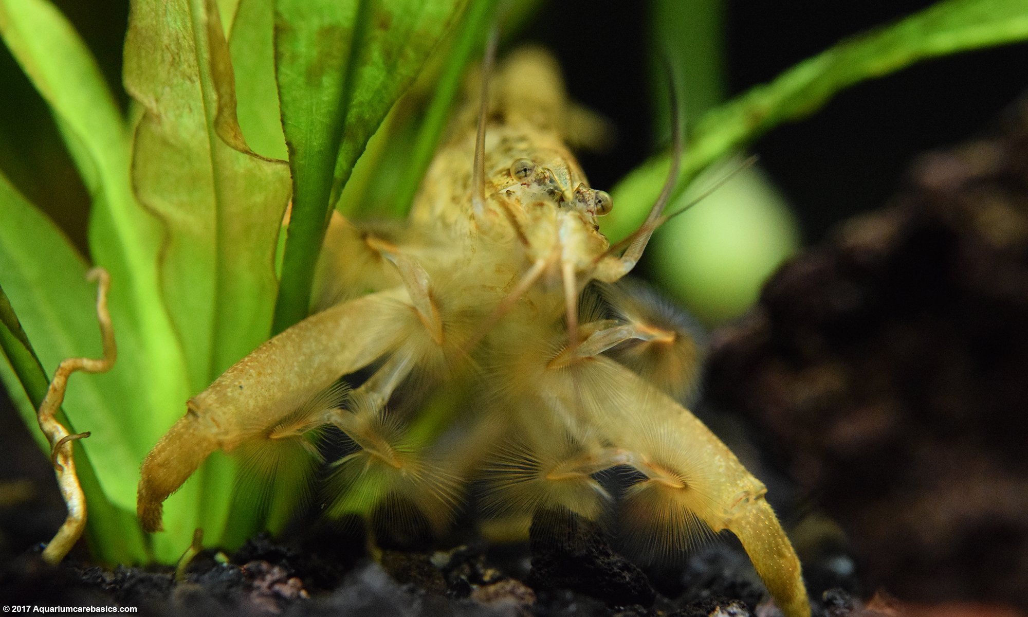 Asian Filter Feeding Shrimp