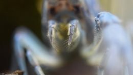 Fine Filaments On Blue Crayfish