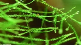 Fine Green Aquarium Plant Leaves And Feces