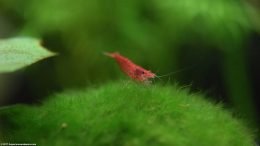 Fire Red Cherry Shrimp