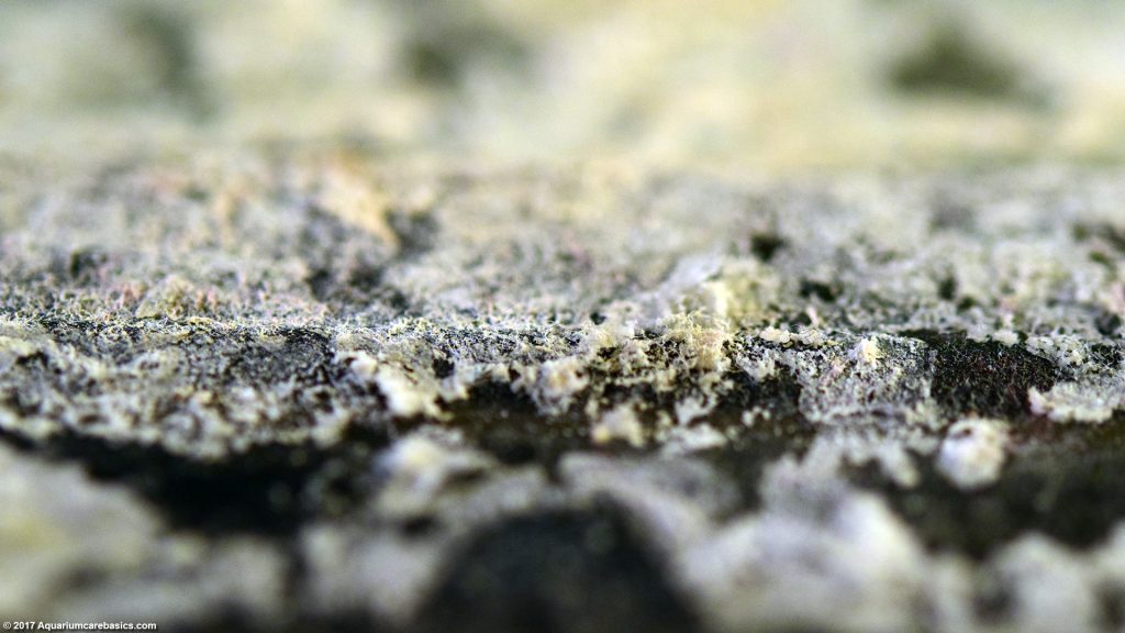 Mineral Deposits In An Aquarium Buildup & Removal