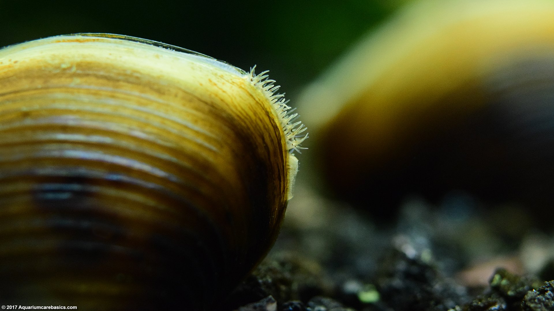 clams in water