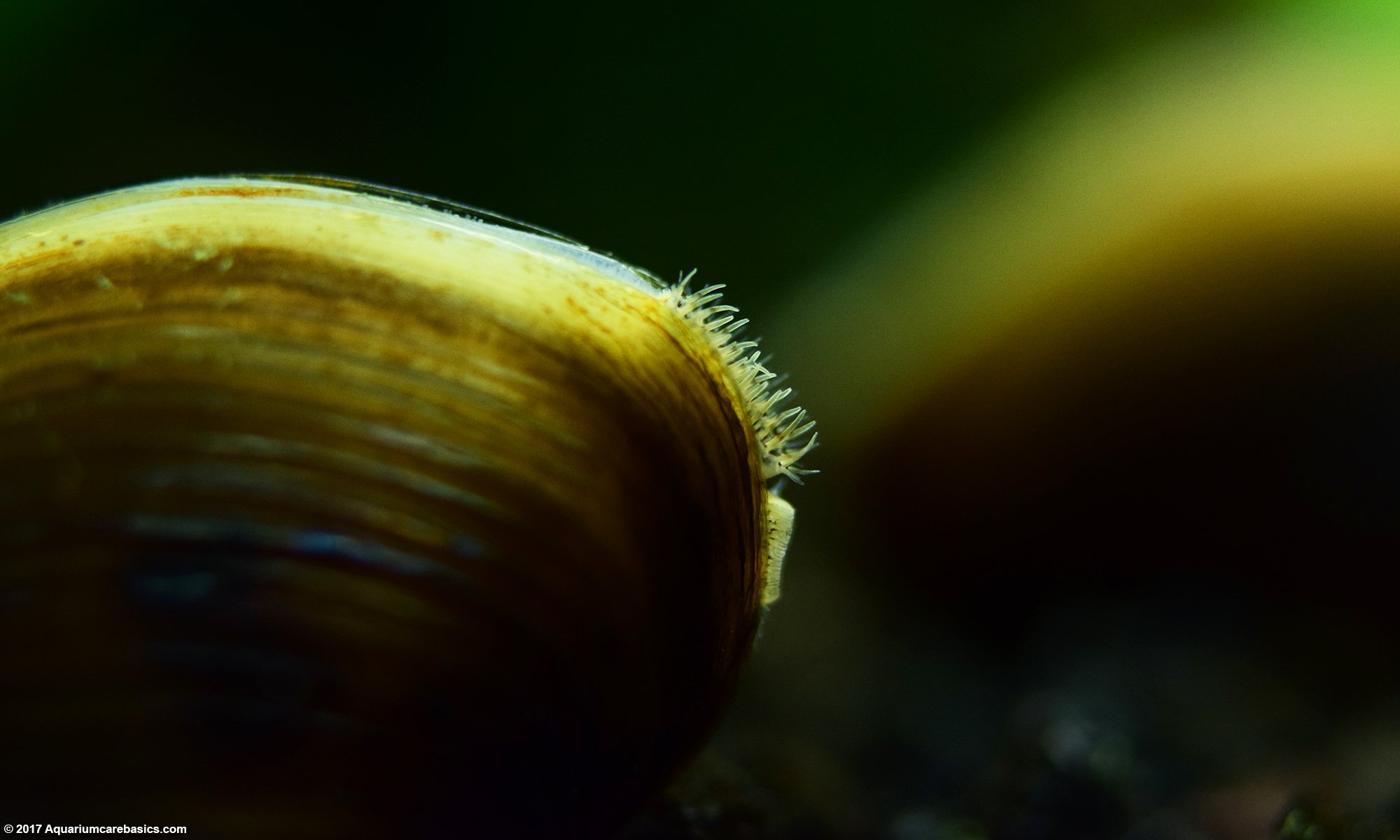 Freshwater Aquarium Clams On Tank Bottom