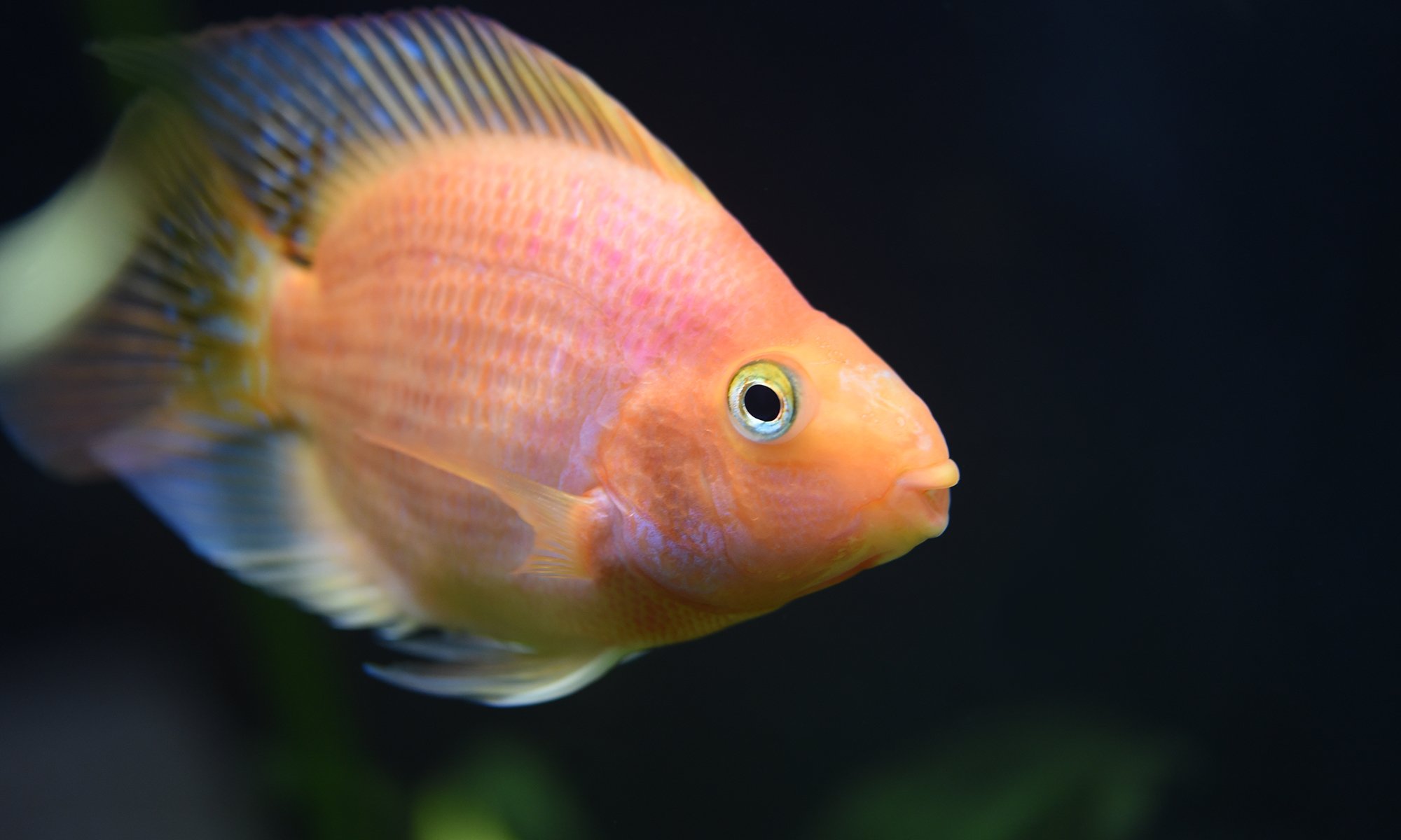 Freshwater Aquarium Parrot Cichlid