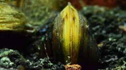 Freshwater Clam In Substrate