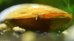 A Freshwater Clam In An Aquarium