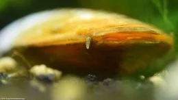 A Freshwater Clam In An Aquarium