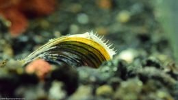 Freshwater Clam Care Requires Constantly Moving Water