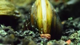 Freshwater Clam Eating In Tank