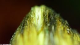 Freshwater Clam Feeding In Aquarium Water