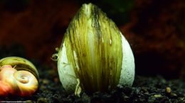 Freshwater Clam In Fish Tank