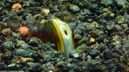 Freshwater Clam Food Come From Aquarium Water