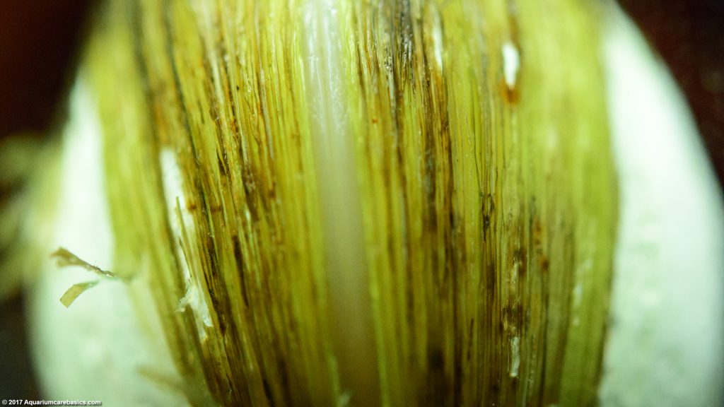 Freshwater Clams Care, Food, Size, Lifespan & Tankmates Video