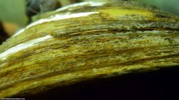 Freshwater Clam Shell Ridges