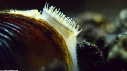 Freshwater Clam Siphons Near Black Substrate