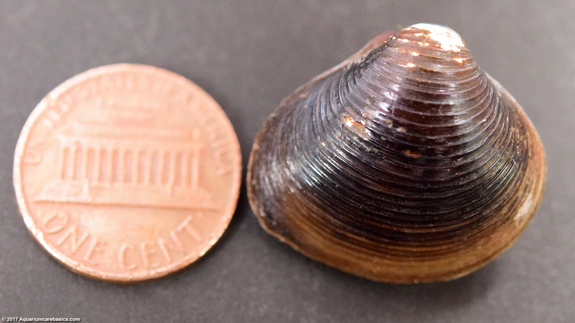 Freshwater Clam Size