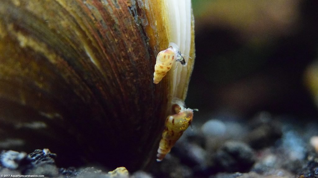 Freshwater Clams Care, Food, Size, Lifespan & Tankmates Video