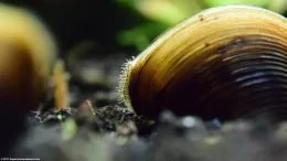 Freshwater Clams In An Aquarium
