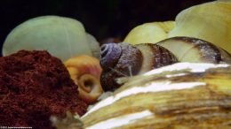 Freshwater Clams And Snails Can Be Good Tank Mates