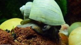 Freshwater Mystery Snail On A Lava Rock