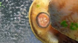 Freshwater Nerite Snail Eating Algae