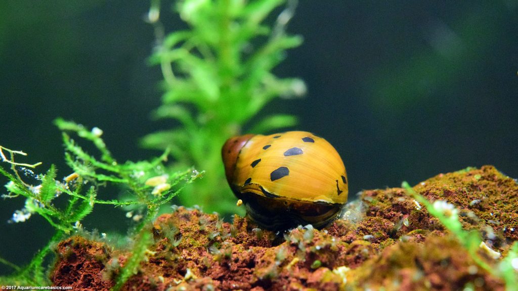 Nerite Snails Algae Eating, Care, Lifespan, Eggs Video