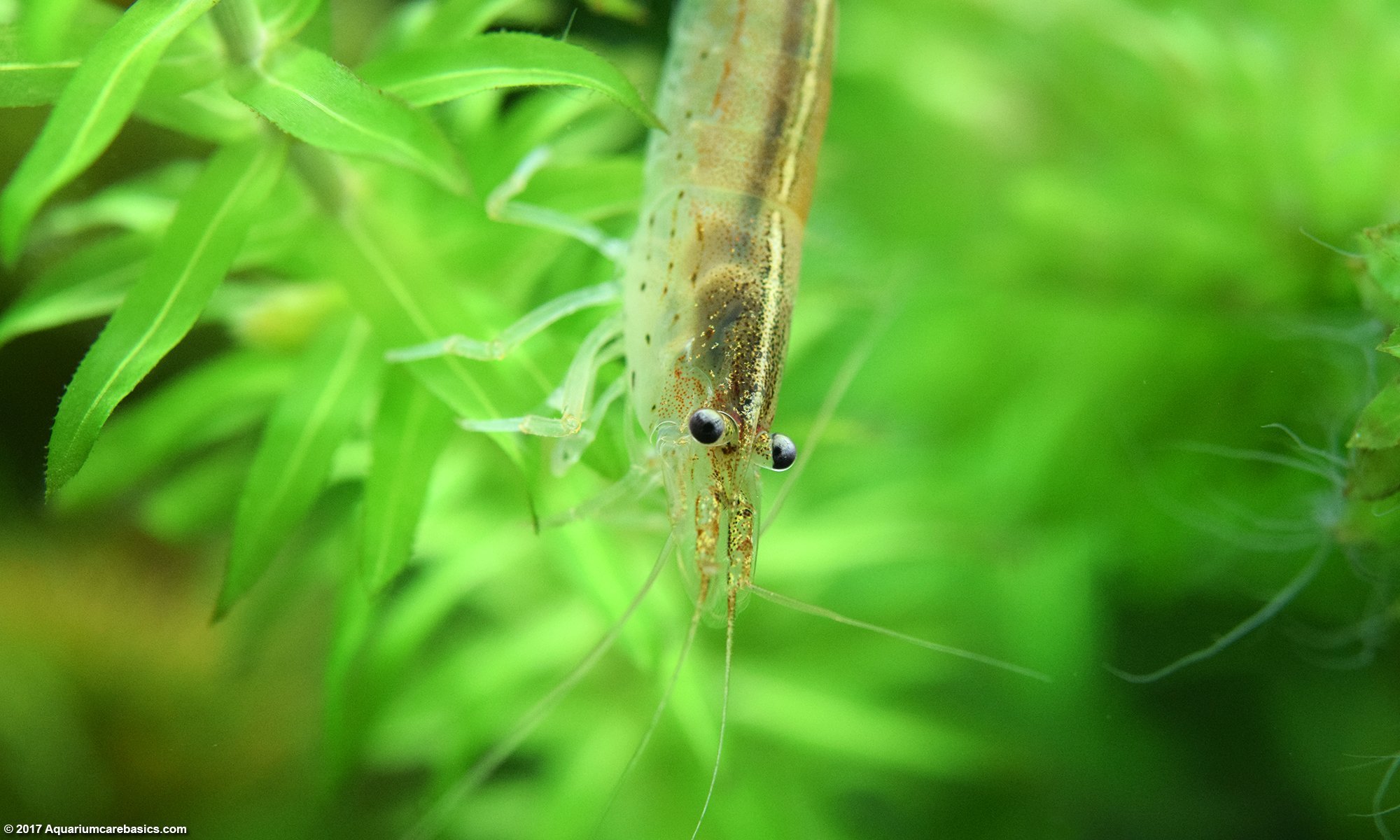 Freshwater Shrimp On Aquarium Plants