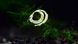 Freshwater Snail Operculum Dissolving