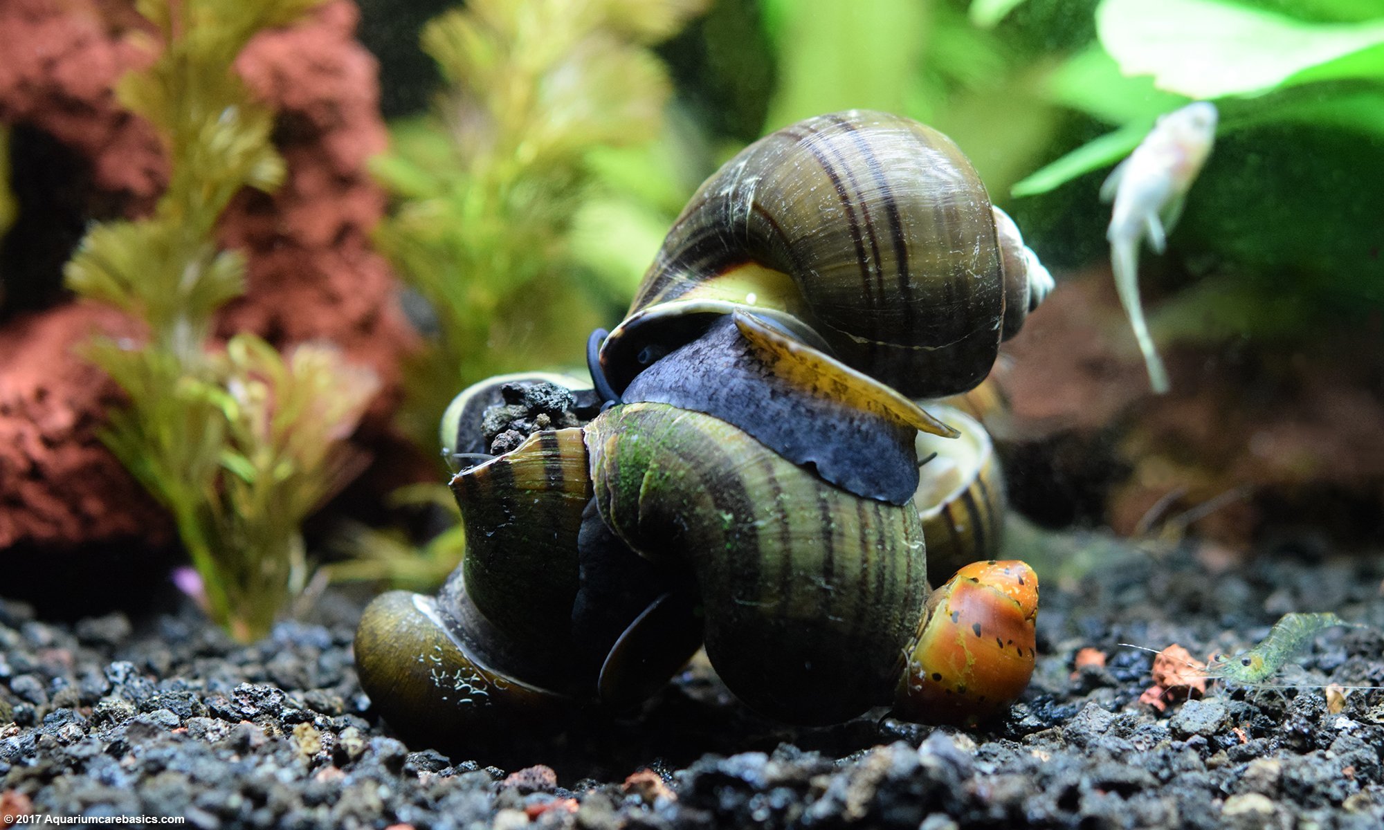 Freshwater Snails On The Bottom Of The Tank