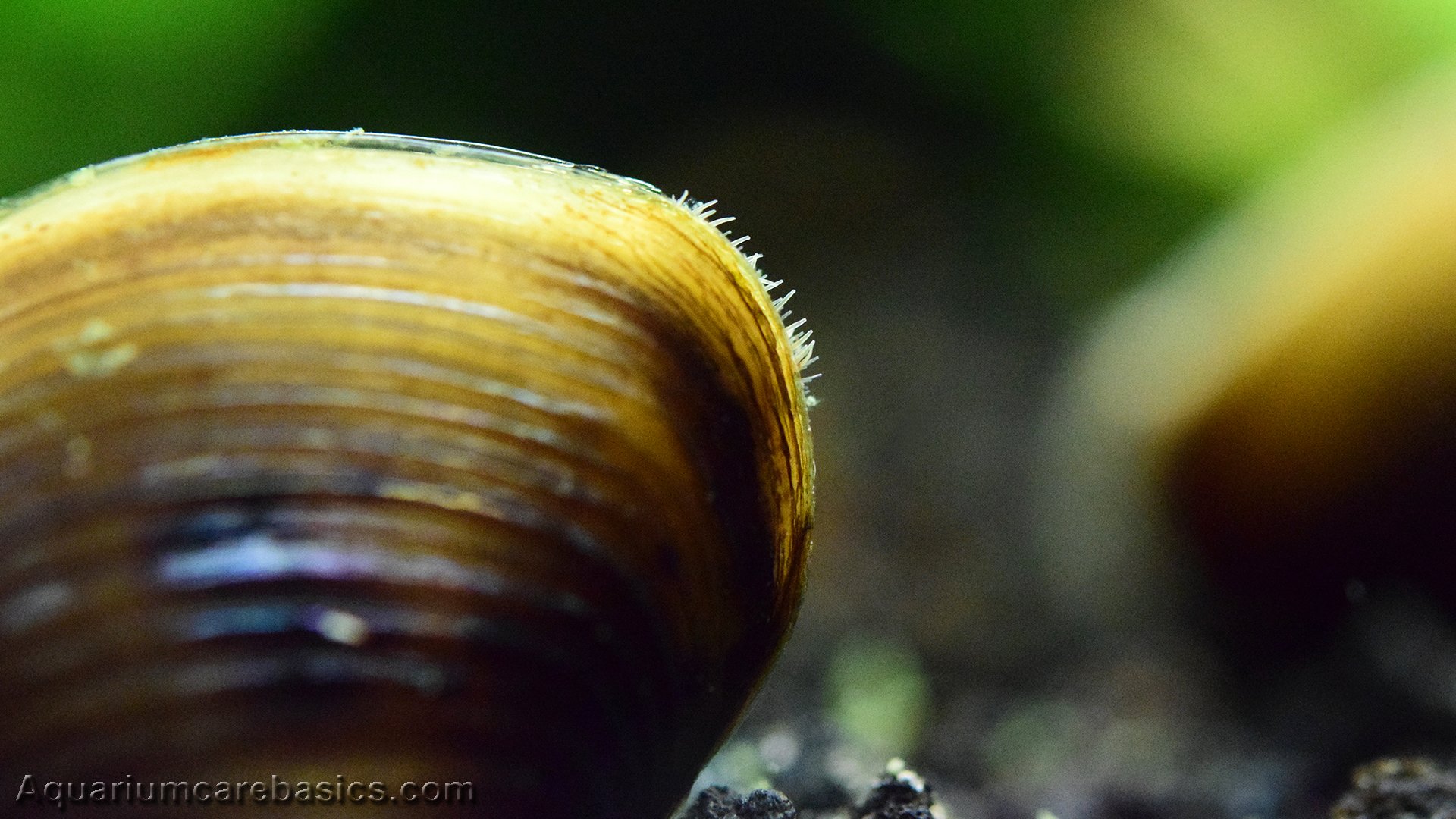Freshwater Clams Care Food Size Lifespan Tankmates Video