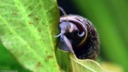 Front View Of Mystery Snail On Amazon Sword