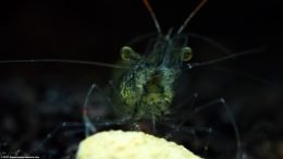 Ghost Shrimp Eating Algae Wafer