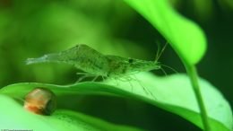 Shrimp On Anubias Barteri