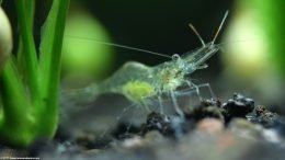 Ghost Shrimp Near Aquarium Plants