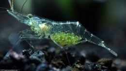 Ghost Shrimp Carrying Eggs Under Her Tail