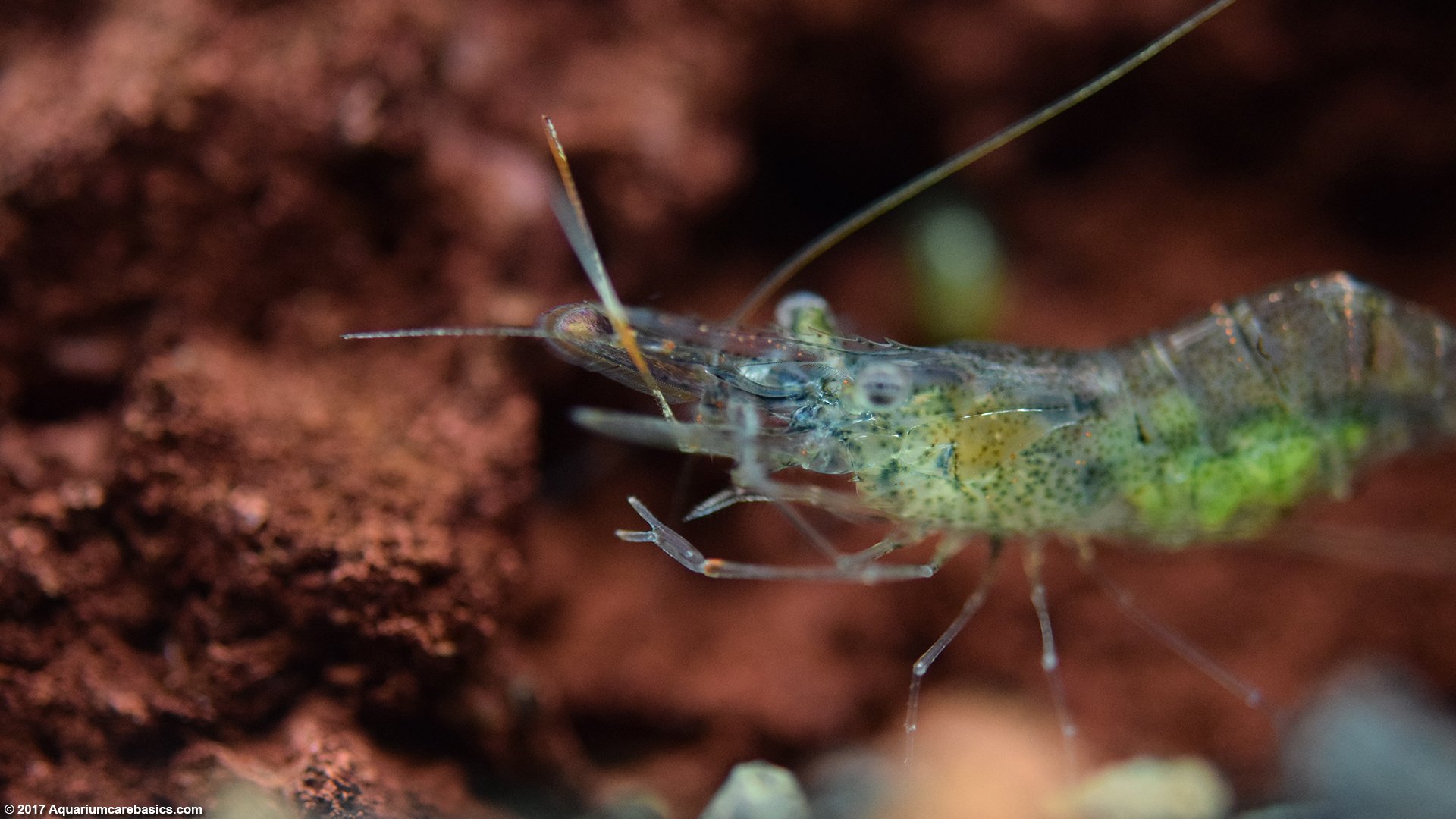 Ghost Shrimp Care, Food, Lifespan, Habitat - Video