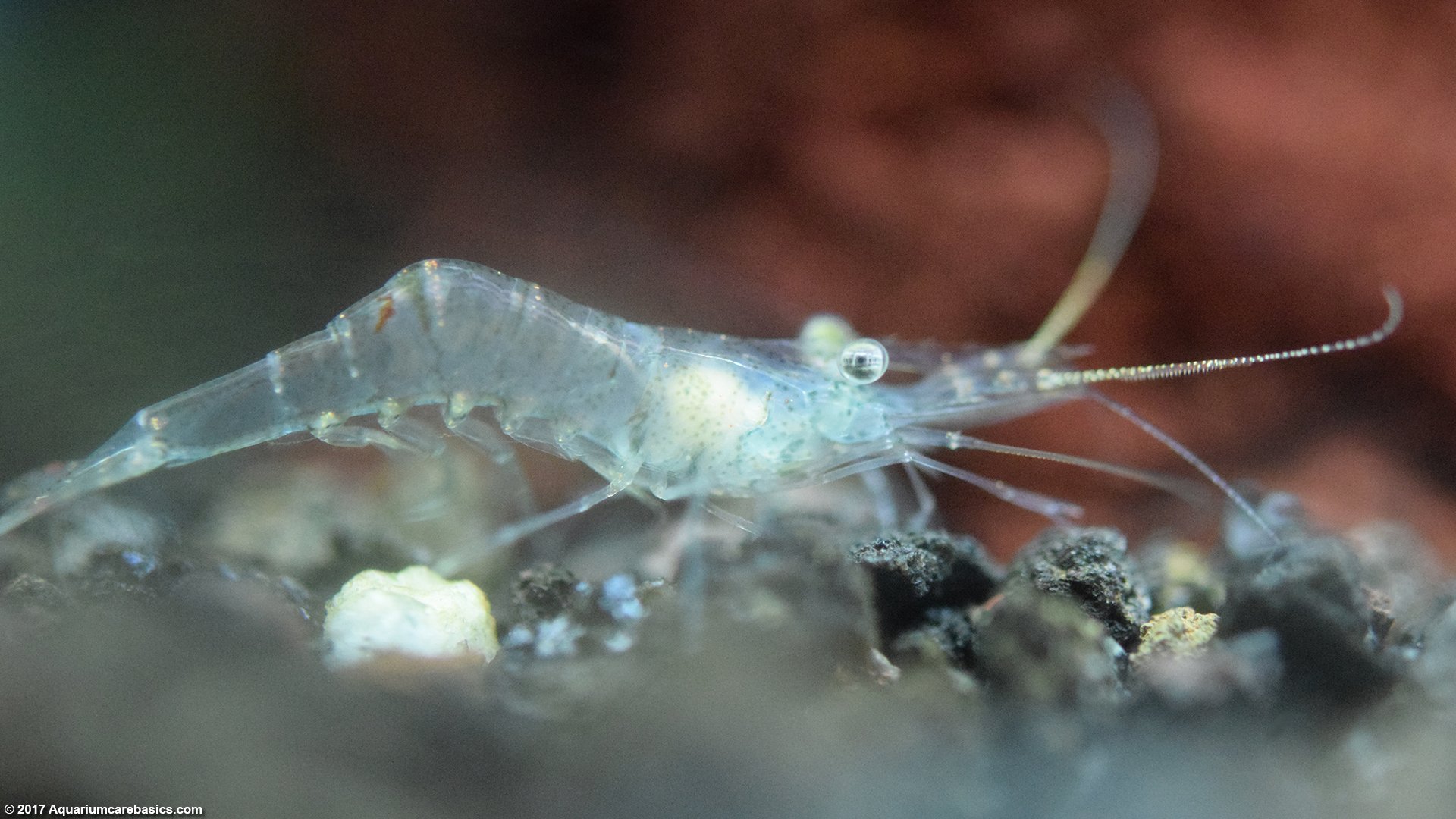 Ghost Shrimp Eating And Food Gets Stolen In Tank