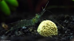 Ghost Shrimp Diet