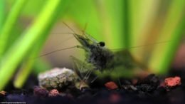 Ghost Shrimp Eating An Algae Wafer