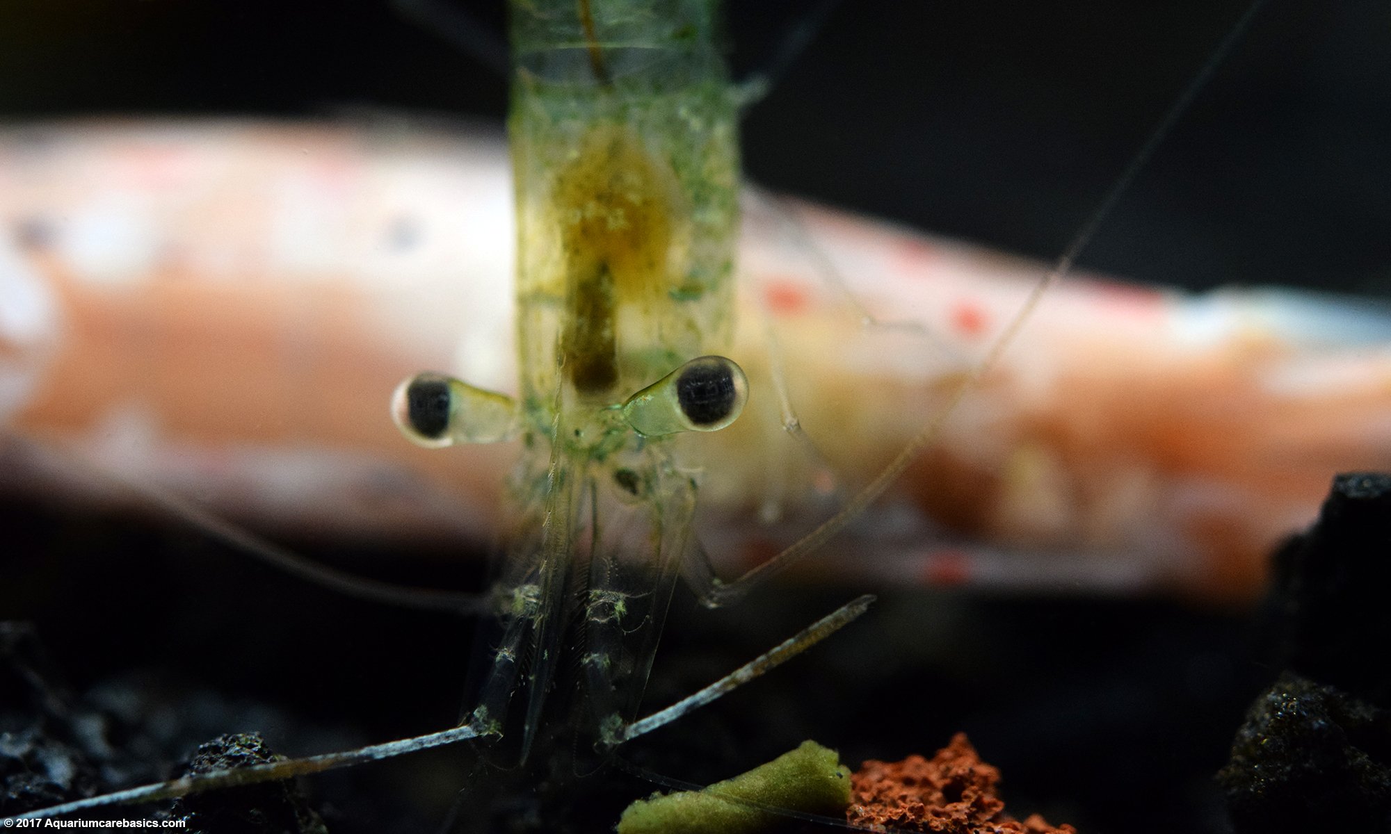 Ghost Shrimp Eating A Dead Amano Shrimp On Tank Bottom